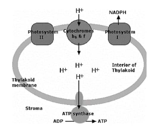 light reaction