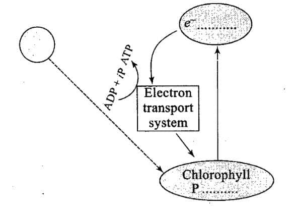 cyclic