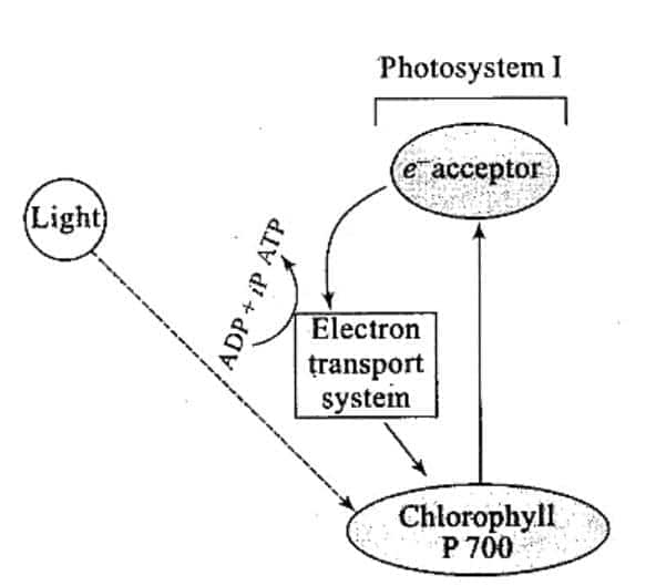 cyclic photophosphorylation