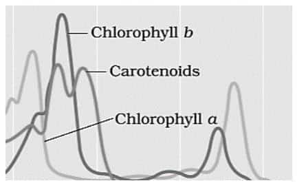 different chlorophyll
