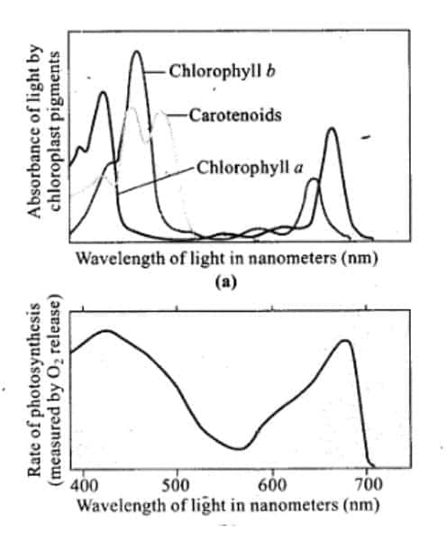 graph different wavelength