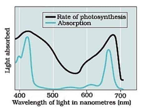rate of photosynthesis