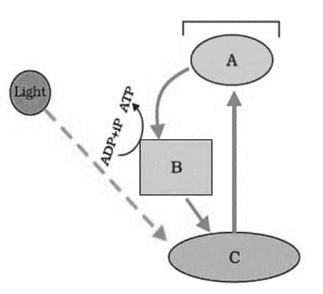 cyclic phoshorylation