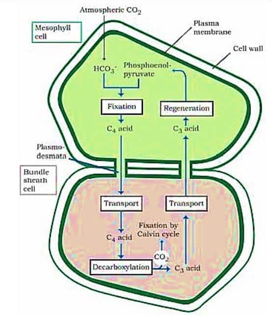 mesophyll cells
