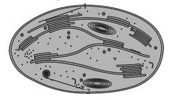 plant cell