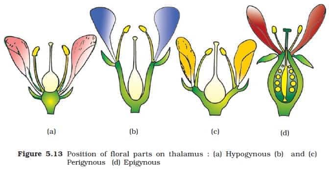 thalamus based