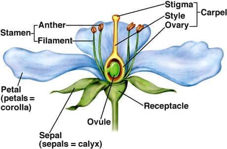 complete flower