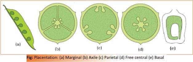 placentation