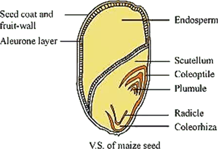 maize seed