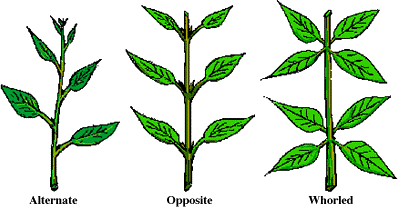 phyllotaxy