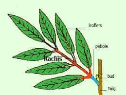 pinnately compound leaf