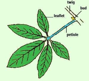 palmately compound leaf