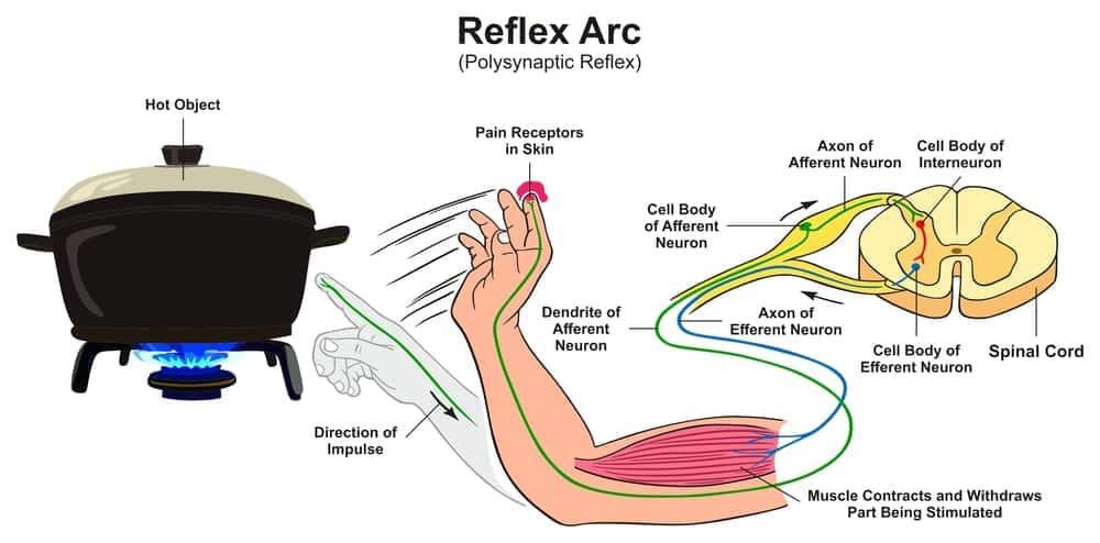 reflex arc