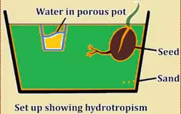 hydrotropism