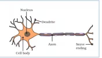 neuron