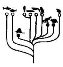 branching descent