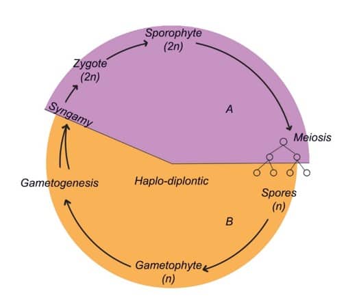 haplo-diplontic life cycle pattern of a plant group
