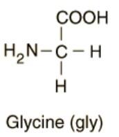 glycine