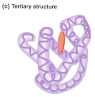 tertiary