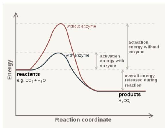 enzyme substrate complex