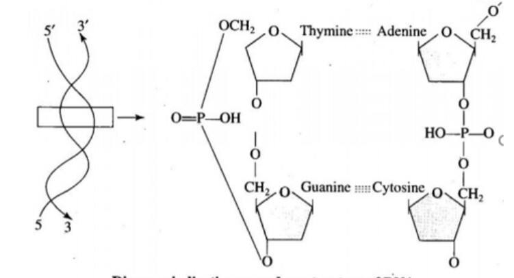 structure of dna