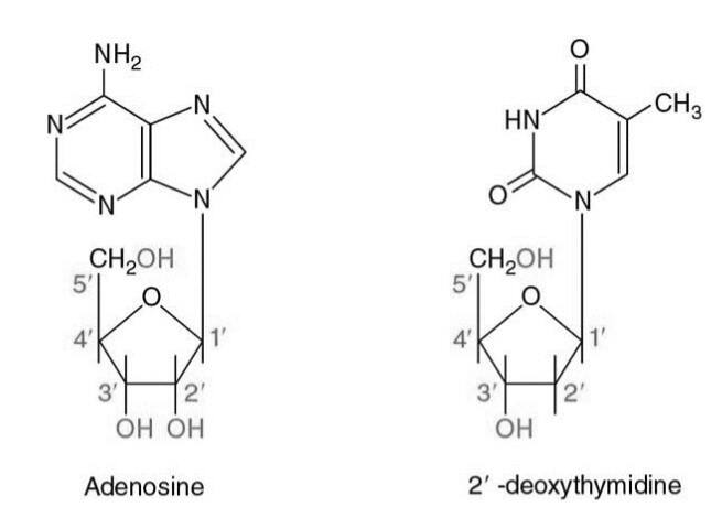 nucleoside and nucleotide