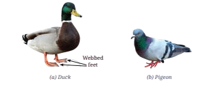 duck and pigeon