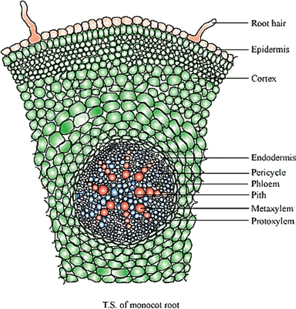monocot root