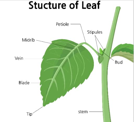 External structure of leaf
