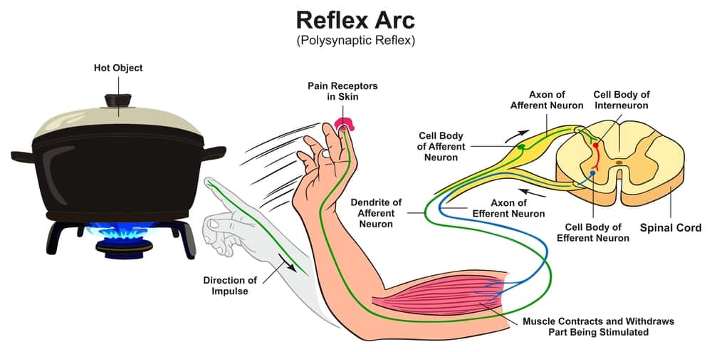 Reflex arc