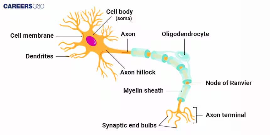 Neuron structure

