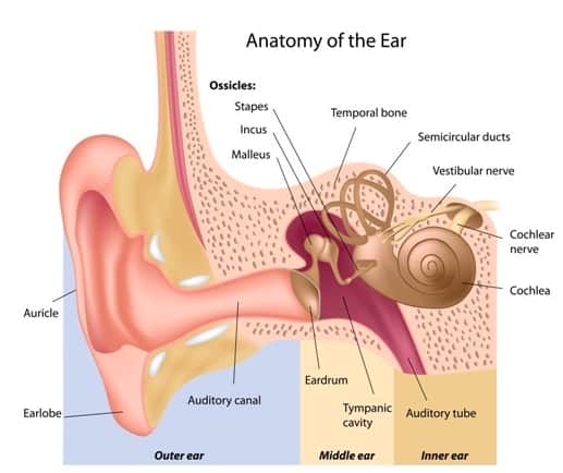 Human ear