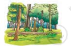 forest