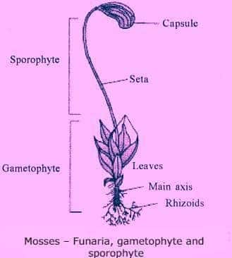 a liverwort