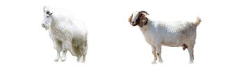 goats