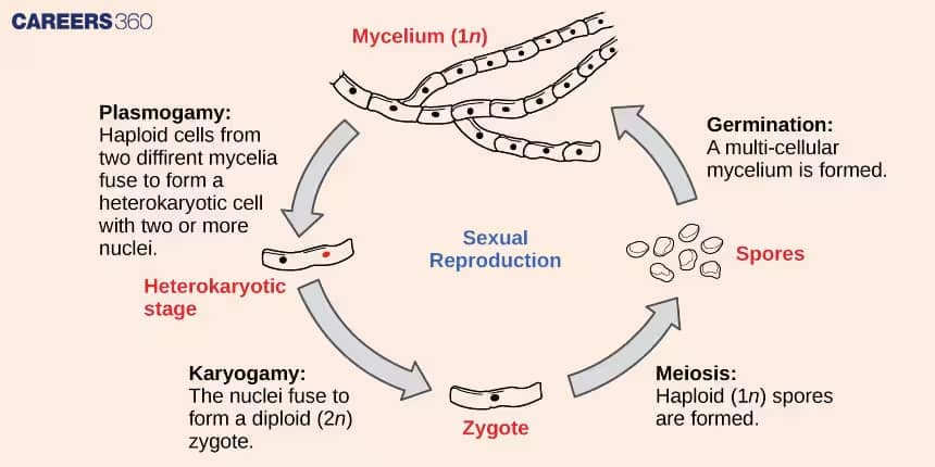 Sexual Reproduction in Fungi