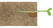 shoot and root