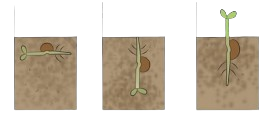 plant growth