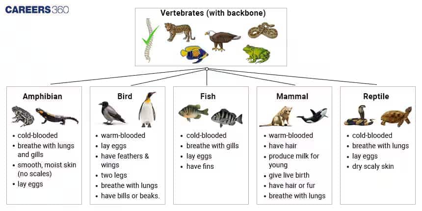 Classification of Vertebrates