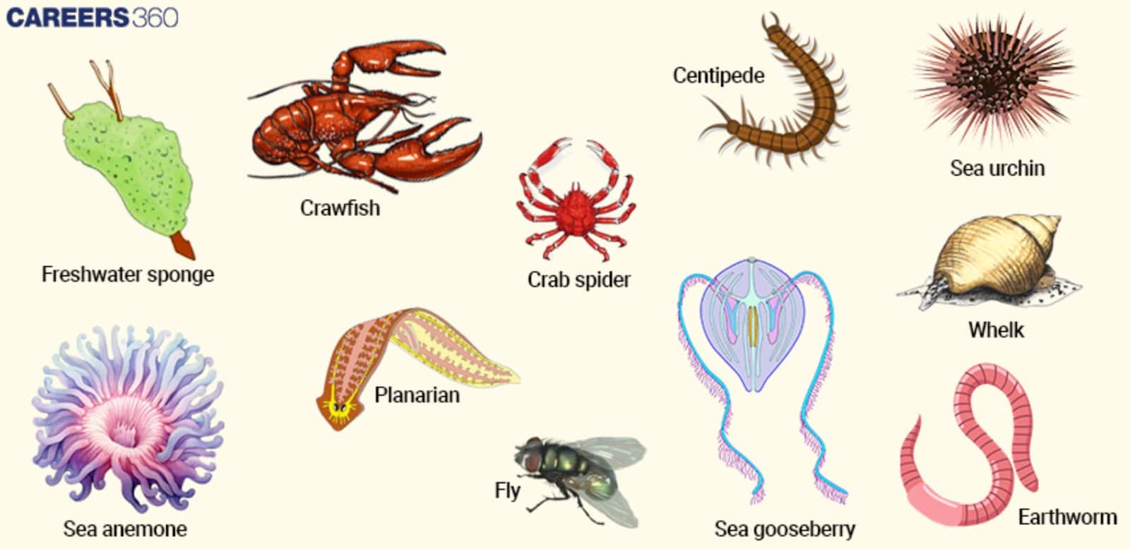 Diversity among non-chordates.