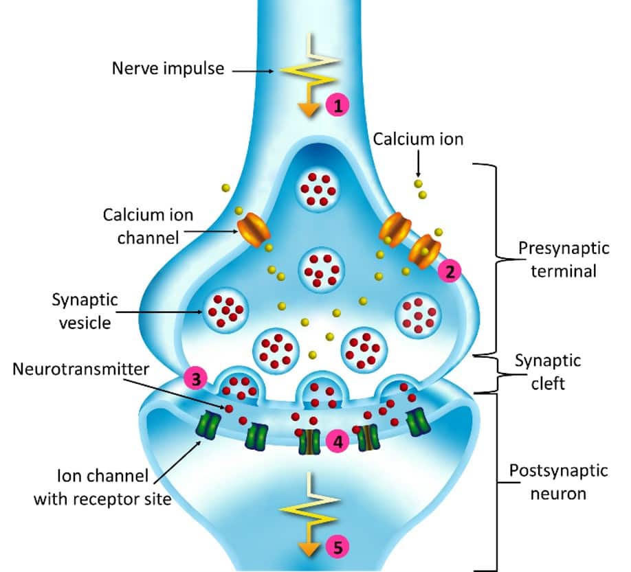 synapsis  