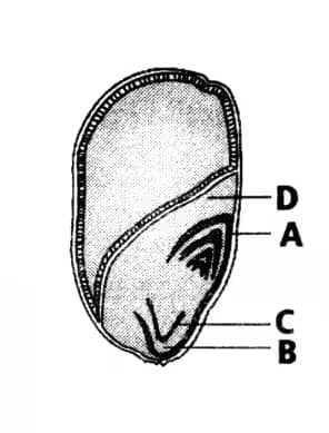 Monocot embryo