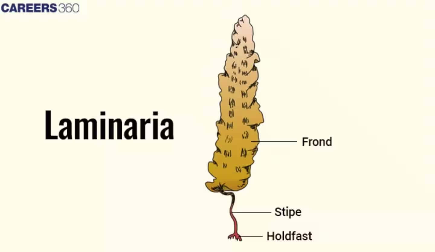 Laminaria brown algae