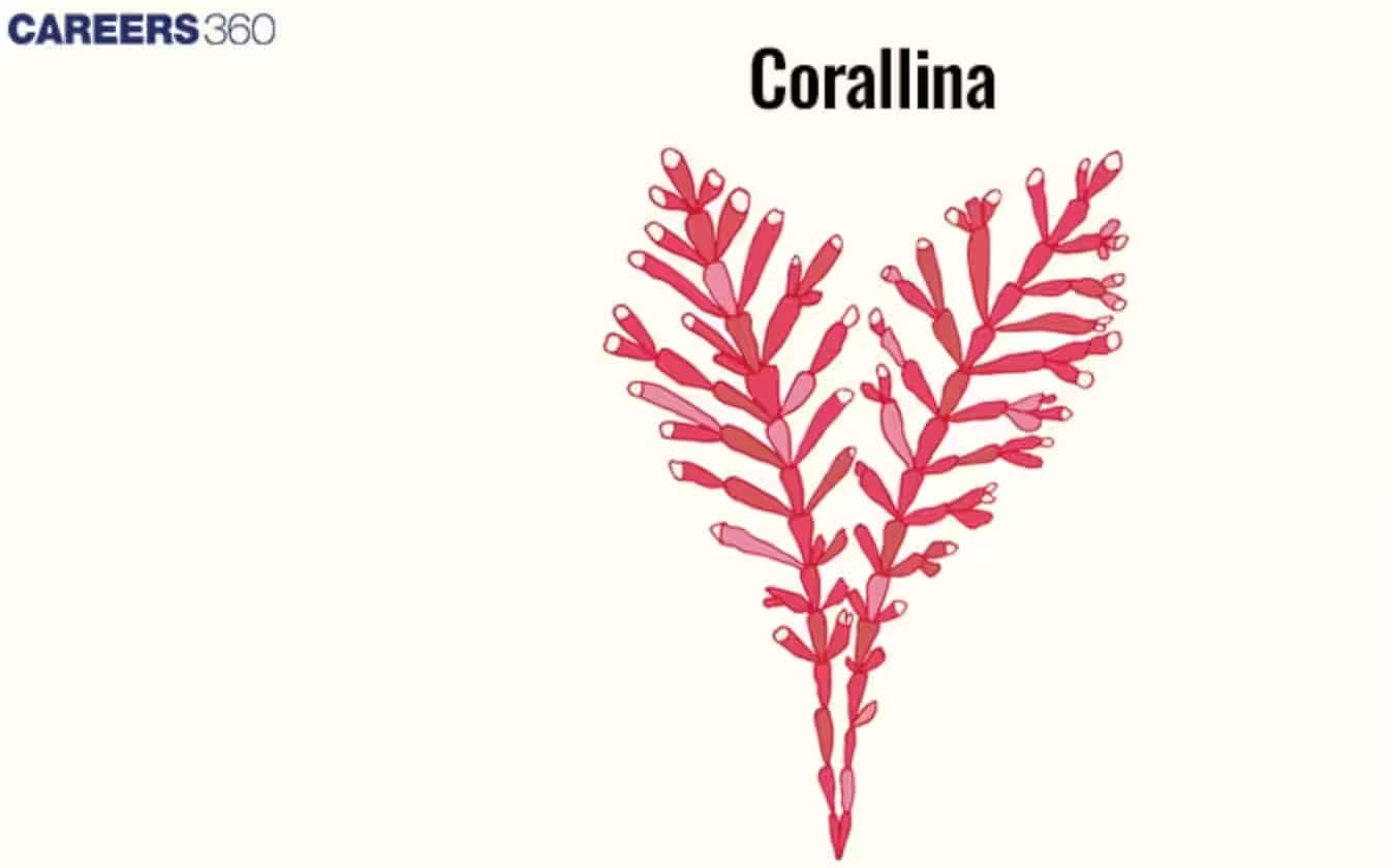 corallina red algae