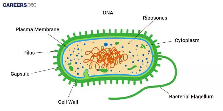 Bacterial cell