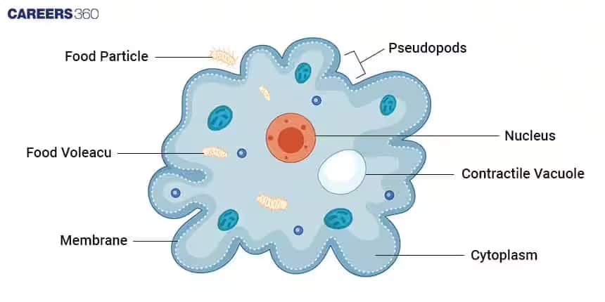 Amoeba