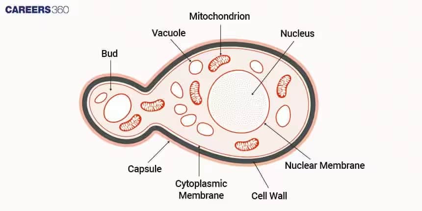 yeast