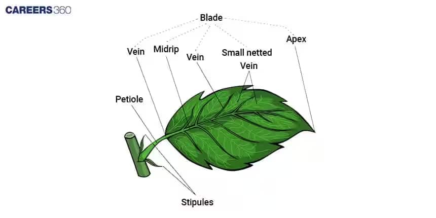leaf