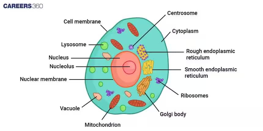 animal cell