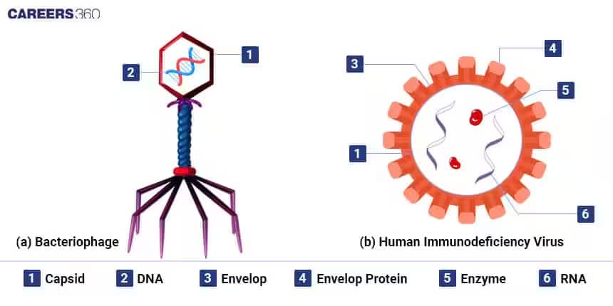 virus